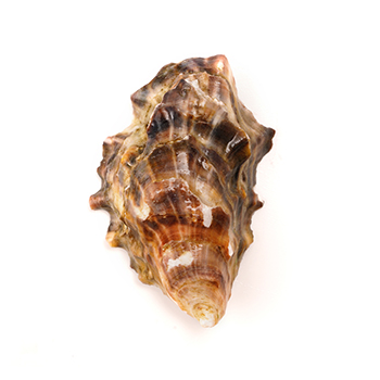 Изображение товара Устрицы «Розовая Джоли» L, 75 г, Намибия