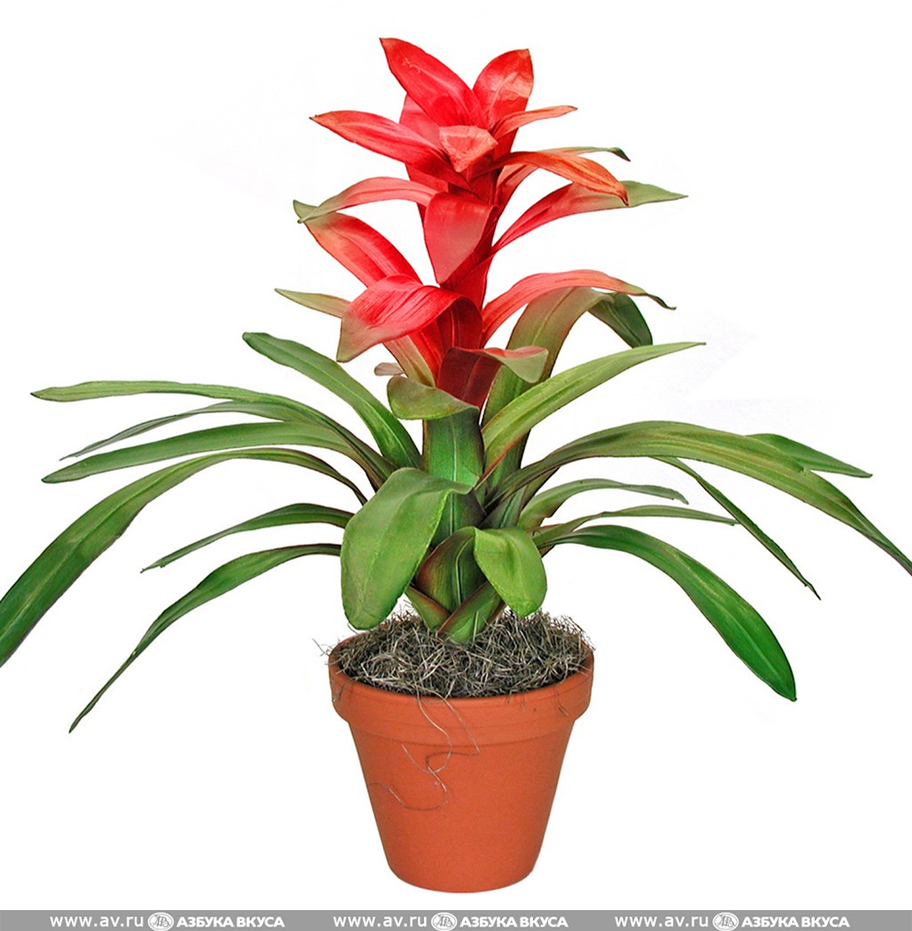 Растение в горшке, Замиокулкас ЗАМИОКУЛКАС (703.804.31) купить в ИКЕА (IKEA) с д